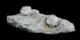 Blastoid (Pentremites) Fossils - Illinois #36031-2